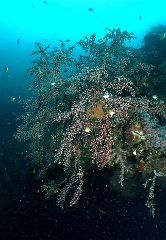 Bali 2016 - Liberty - Corail - IMG_5786_rc